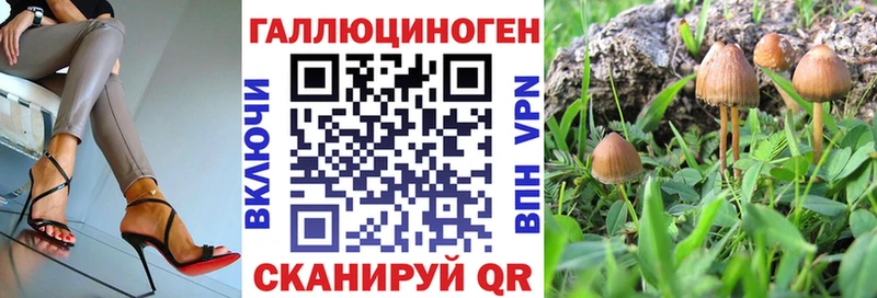 Псилоцибиновые грибы Psilocybe Вичуга